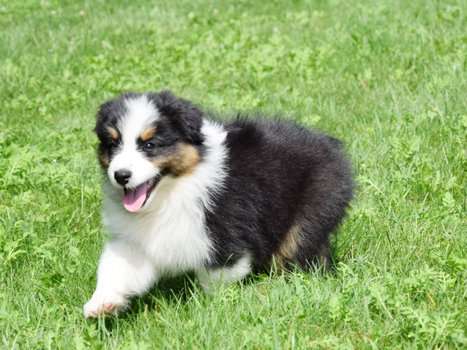 Australian Shepherd puppy for sale