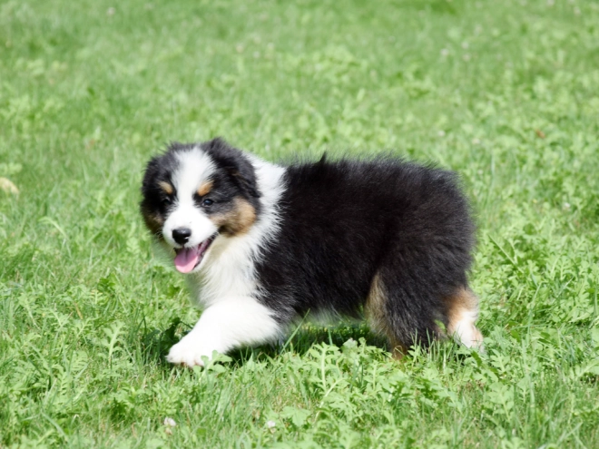 Australian Shepherd puppy for sale
