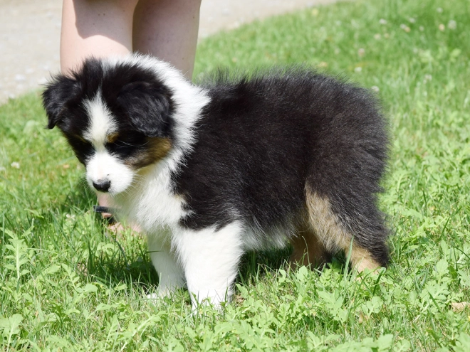 Australian Shepherd puppy for sale
