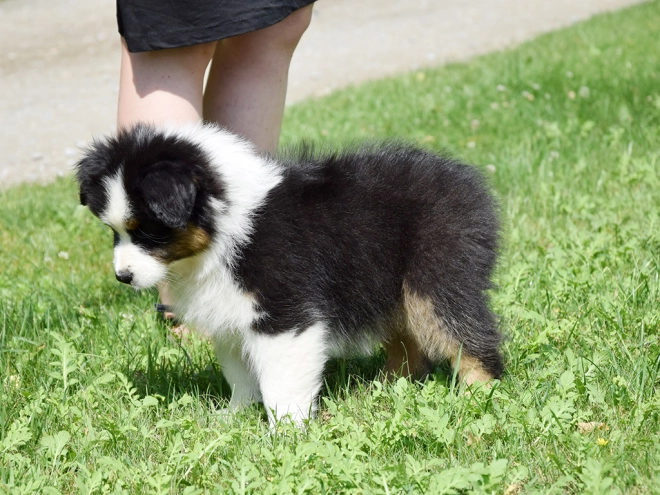 Australian Shepherd puppy for sale