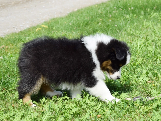Australian Shepherd puppy for sale