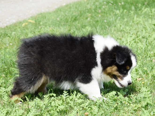 Australian Shepherd puppy for sale