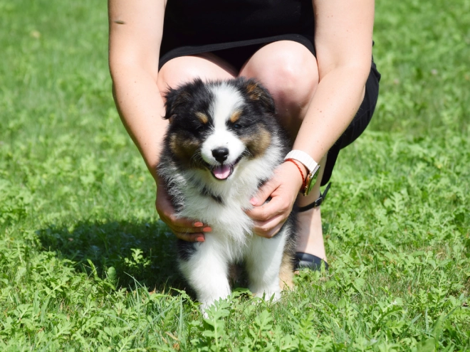 Australian Shepherd puppy for sale