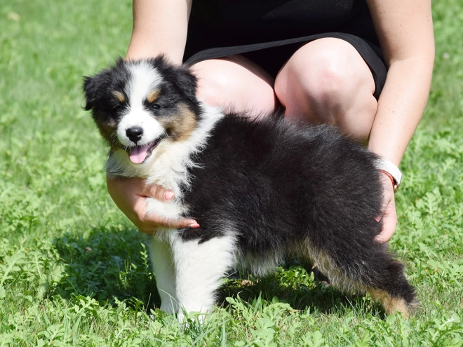 Australian Shepherd puppy for sale