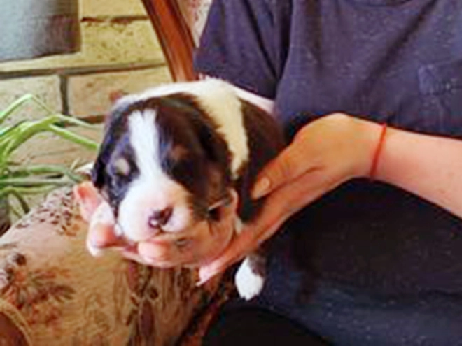 Australian Shepherd puppy for sale
