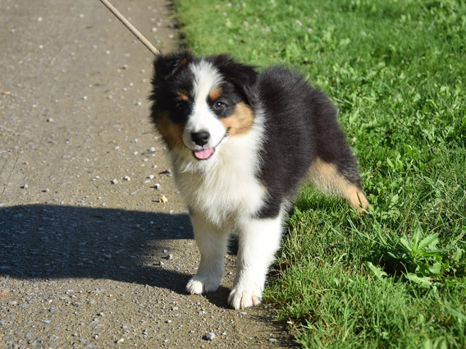 Australian Shepherd puppy for sale