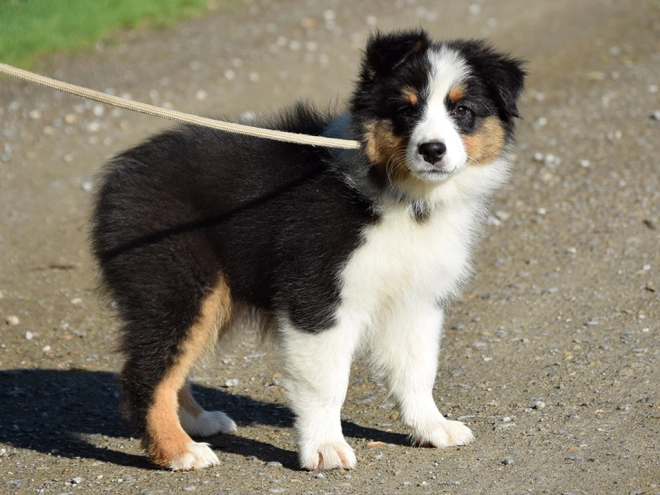 Australian Shepherd puppy for sale