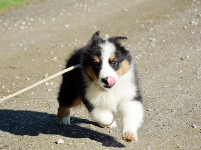 Australian Shepherd puppy for sale