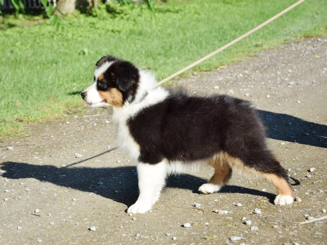 Australian Shepherd puppy for sale