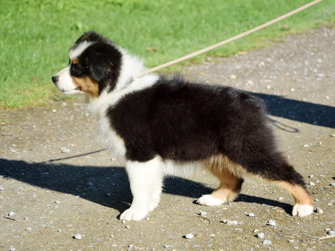 Australian Shepherd puppy for sale