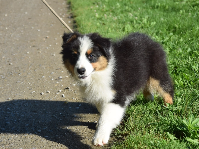 Australian Shepherd puppy for sale