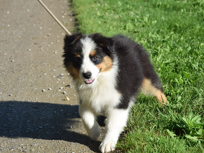 Australian Shepherd puppy for sale