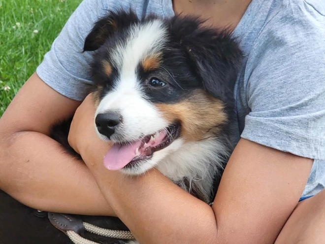 Australian Shepherd puppy for sale