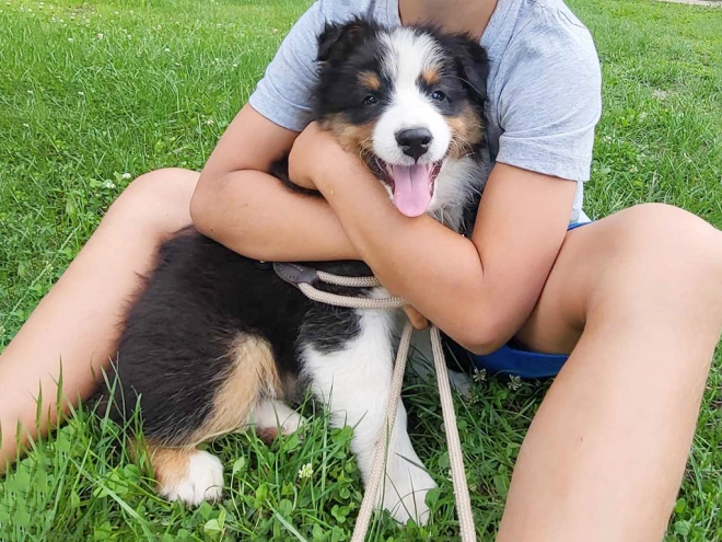 Australian Shepherd puppy for sale