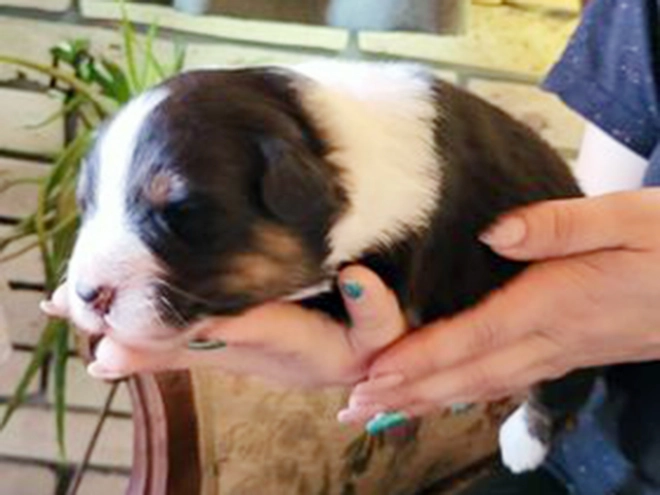 Australian Shepherd puppy for sale