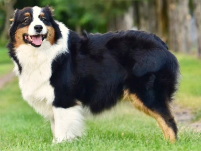 Australian Shepherd puppy for sale