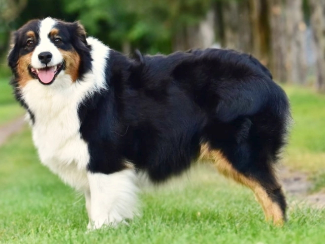 Australian Shepherd puppy for sale