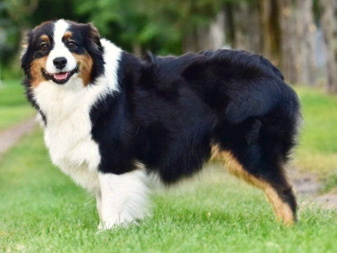 Australian Shepherd puppy for sale