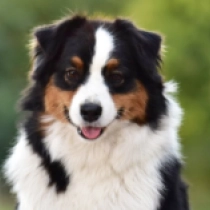 Zephyr, tricolor Australian Shepherd for sale