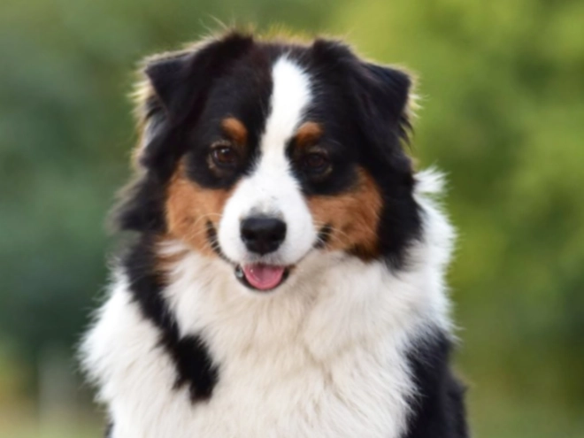 Australian Shepherd puppy for sale
