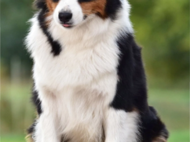 Australian Shepherd puppy for sale