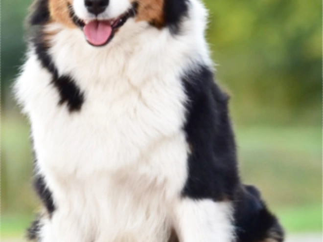 Australian Shepherd puppy for sale
