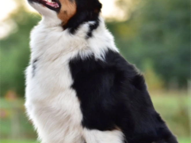 Australian Shepherd puppy for sale