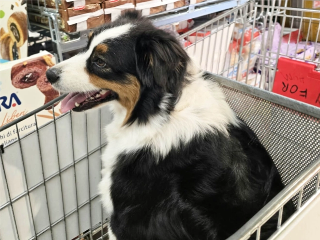Australian Shepherd puppy for sale