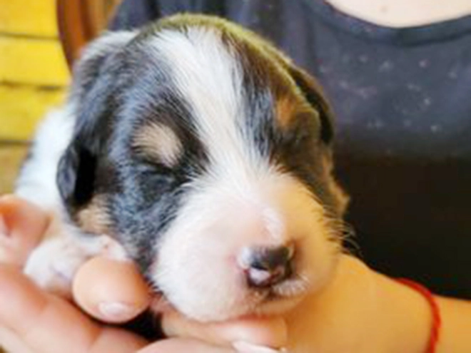 Australian Shepherd puppy for sale