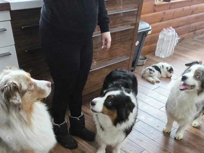 Australian Shepherd puppy for sale