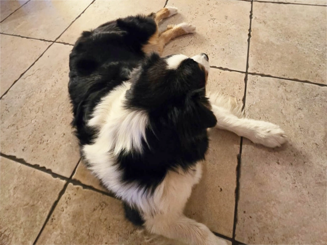 Australian Shepherd puppy for sale