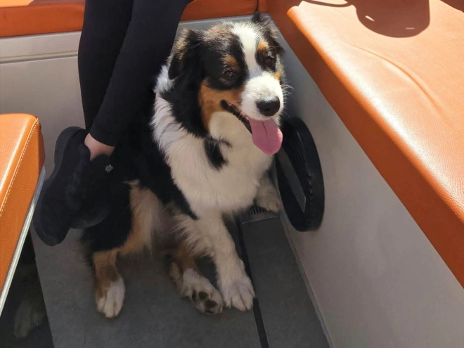 Australian Shepherd puppy for sale