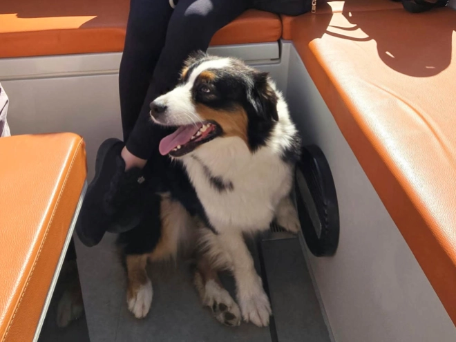 Australian Shepherd puppy for sale