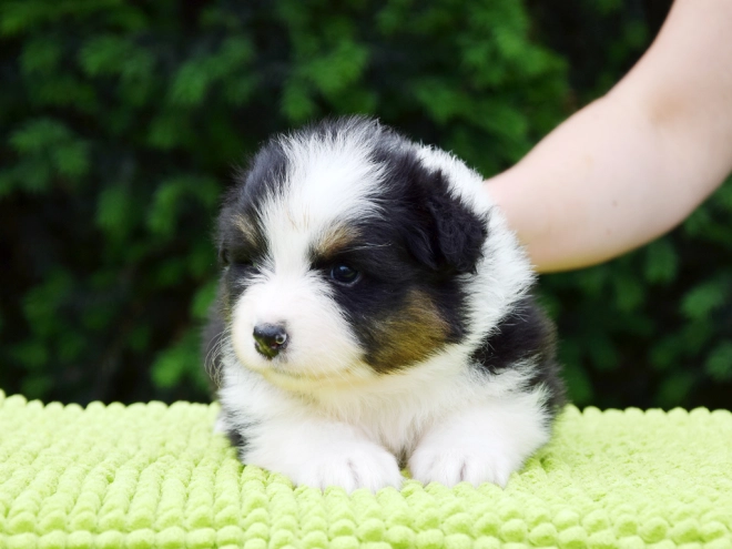 Australian Shepherd puppy for sale