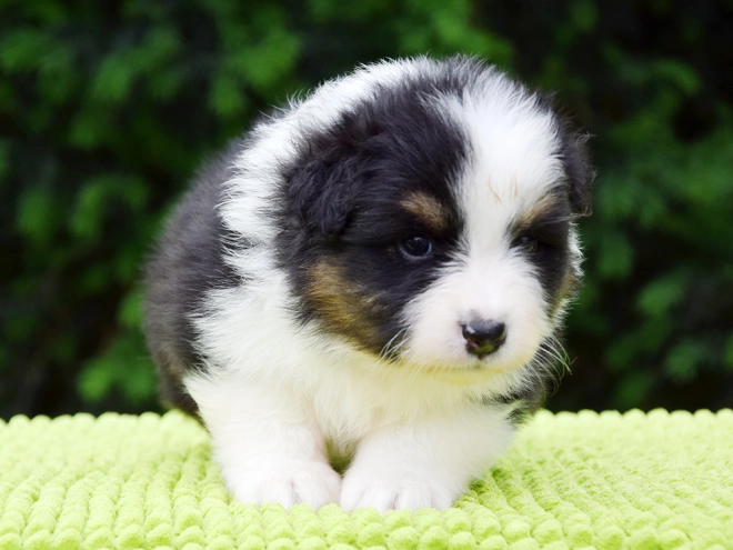 Australian Shepherd puppy for sale