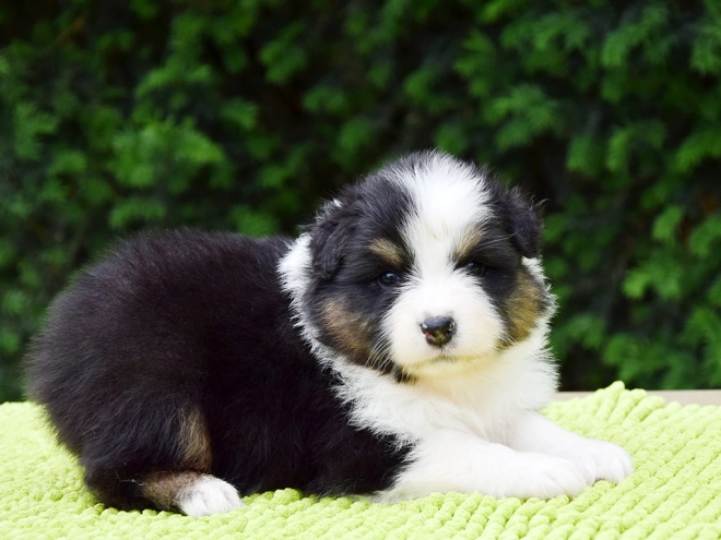 Australian Shepherd puppy for sale