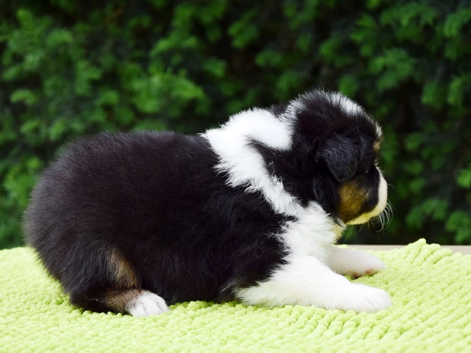 Australian Shepherd puppy for sale