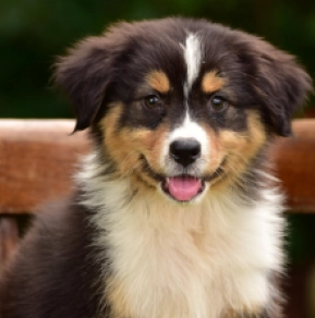 Australian Shepherd Welpe kaufen