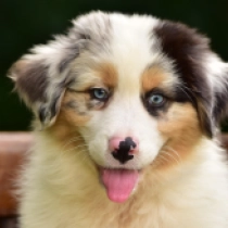 Bonneville, merle Australian Shepherd for sale