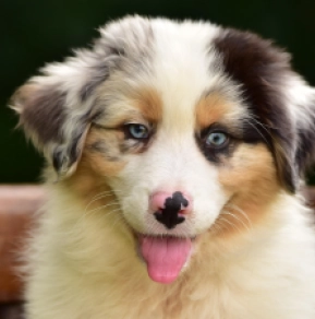 Australian Shepherd Welpe kaufen