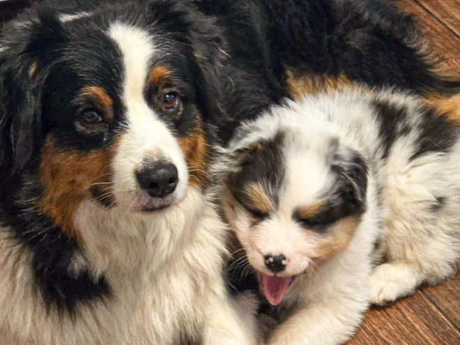 Australian Shepherd puppy for sale