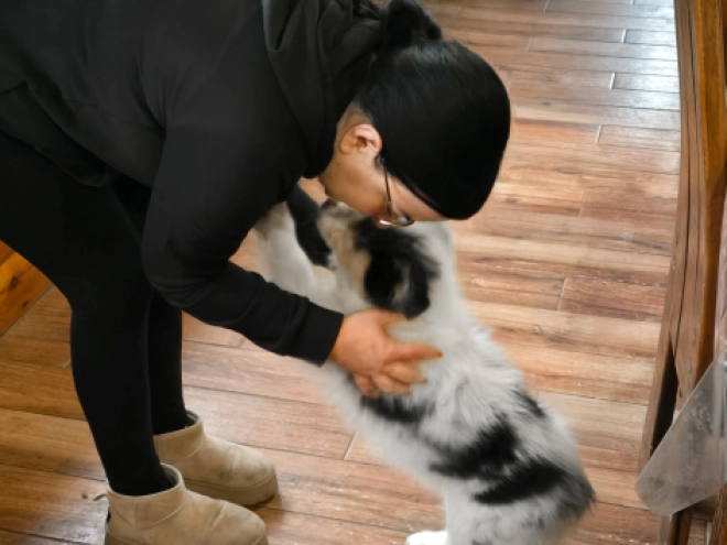 Australian Shepherd puppy for sale