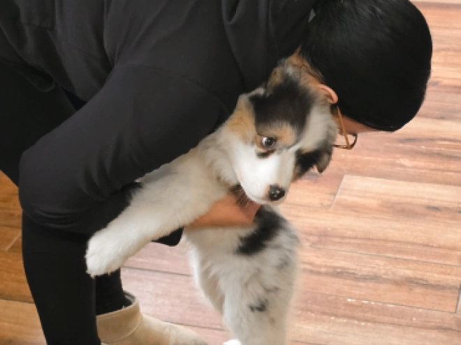 Australian Shepherd puppy for sale