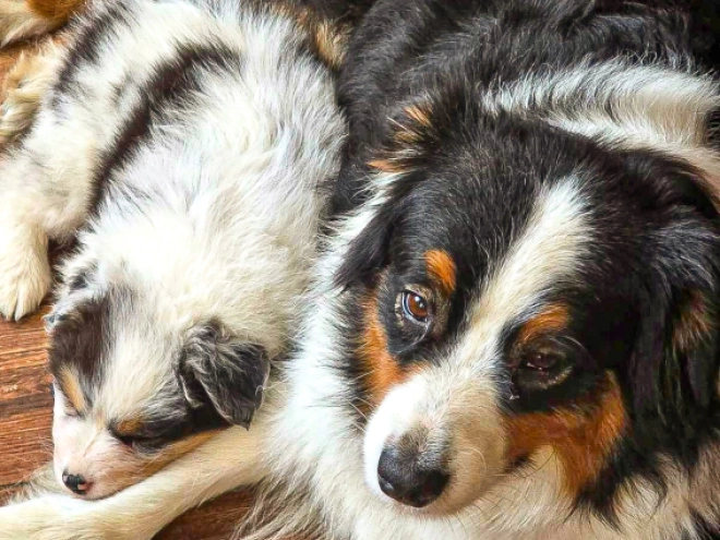 Australian Shepherd puppy for sale