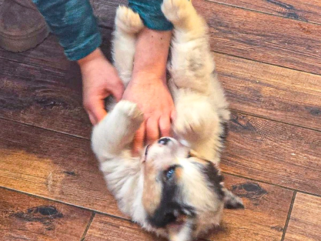 Australian Shepherd puppy for sale