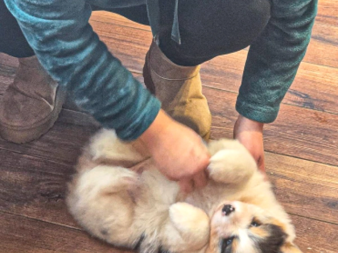 Australian Shepherd puppy for sale