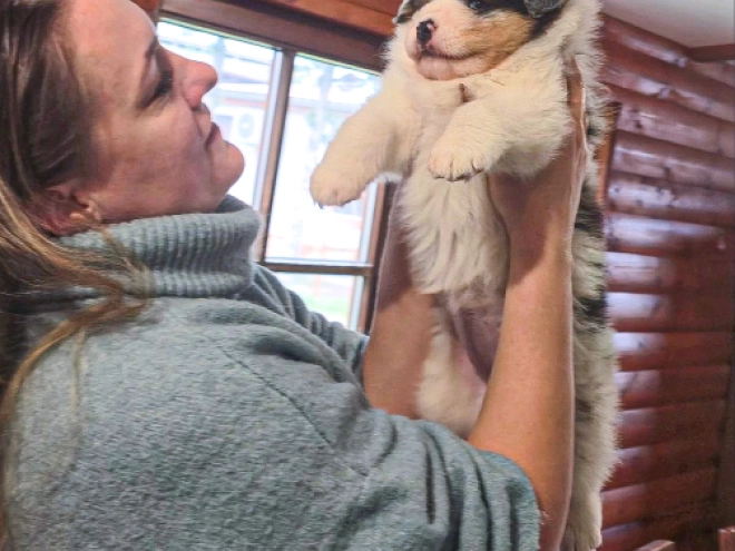 Australian Shepherd puppy for sale