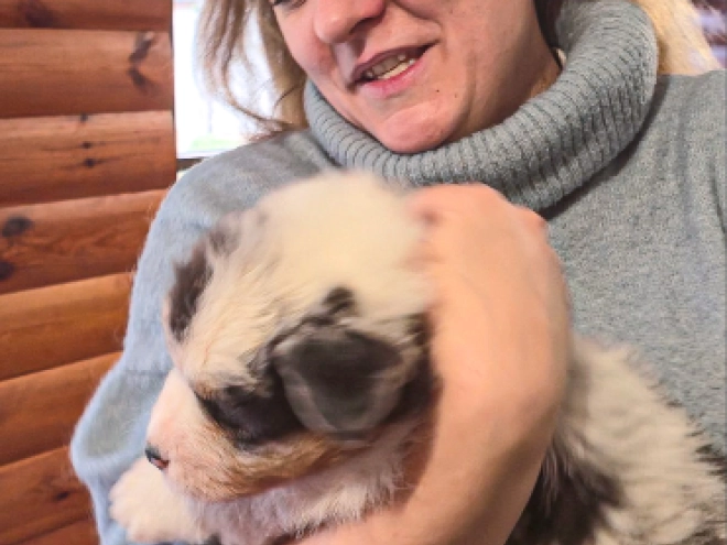 Australian Shepherd puppy for sale