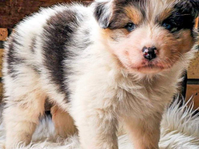 Australian Shepherd puppy for sale