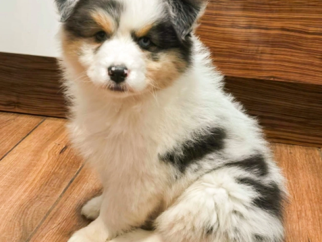 Australian Shepherd puppy for sale
